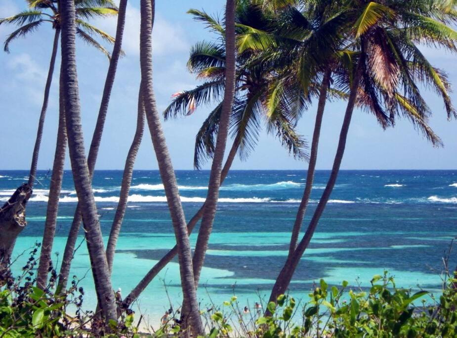 Appartamento Le Hamo - Tropical : T2 piscine proche plage Sainte-Anne Esterno foto